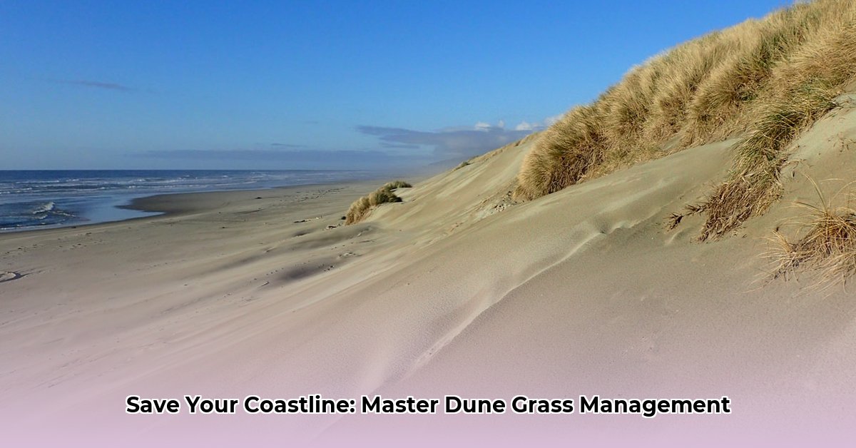 coastal-dune-grass-management